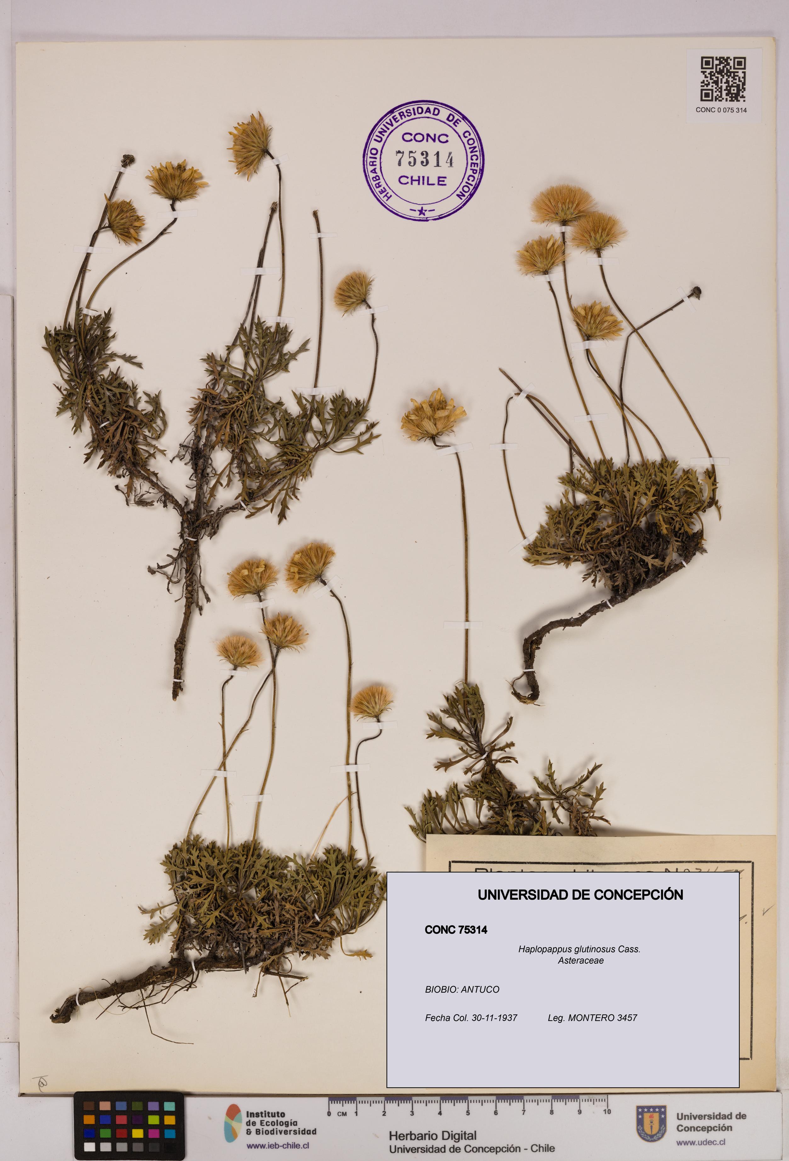 Haplopappus glutinosus [Espécimen: UDEC:CONC:0075314]