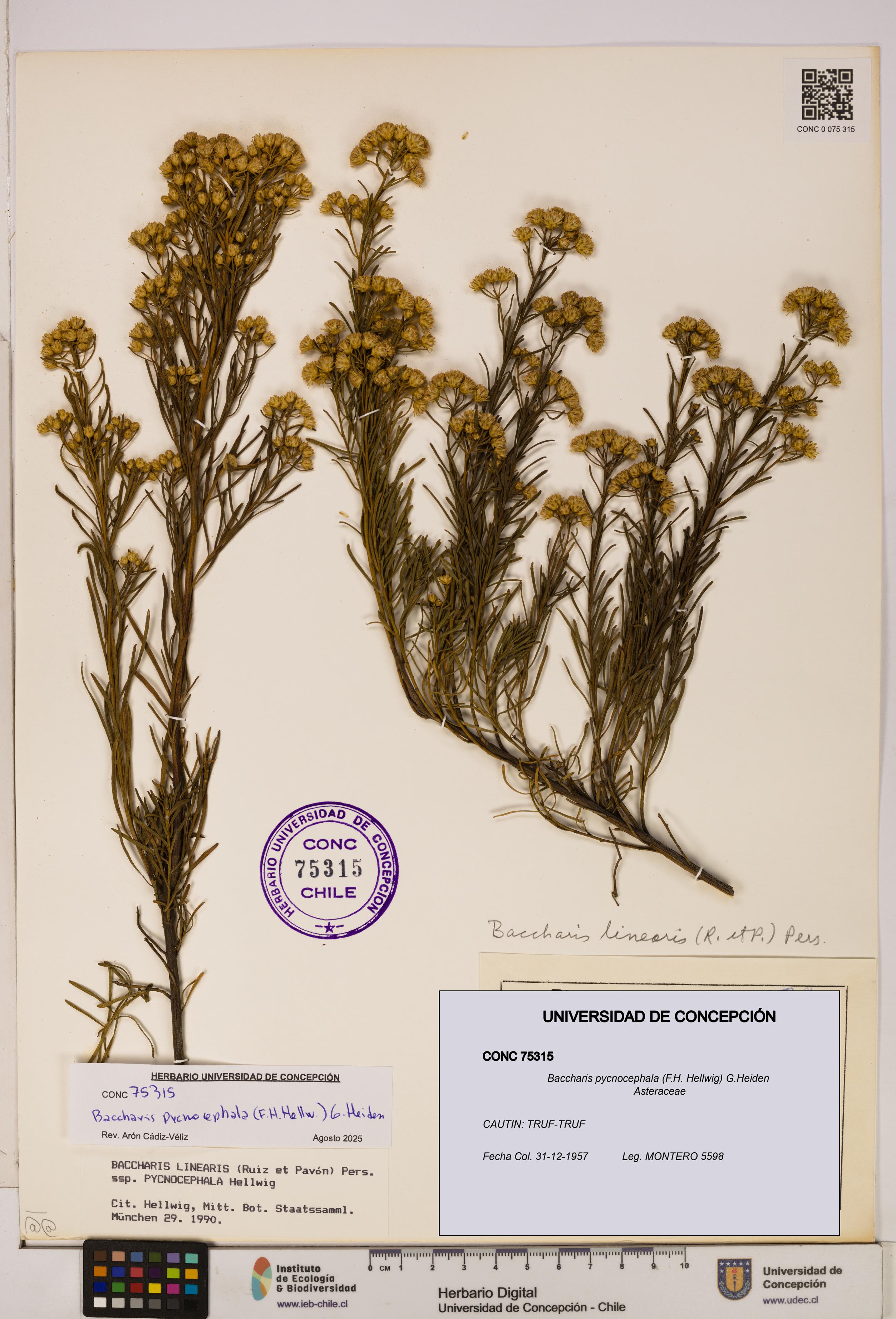 Baccharis pycnocephala [Espécimen: UDEC:CONC:0075315]