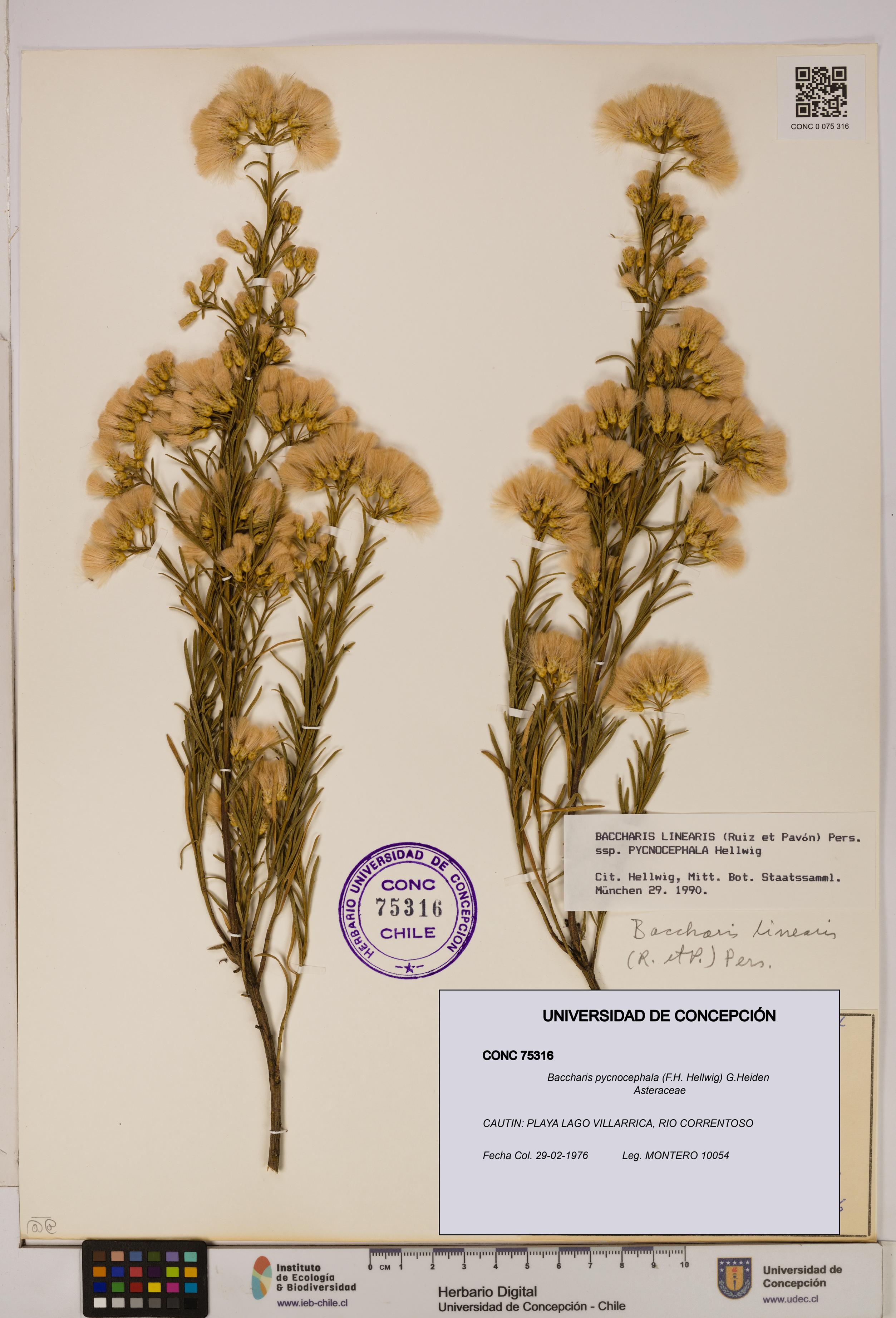 Baccharis pycnocephala [Espécimen: UDEC:CONC:0075316]