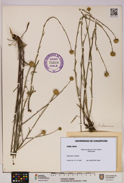 Helenium glaucum [Espécimen: UDEC:CONC:0075319]