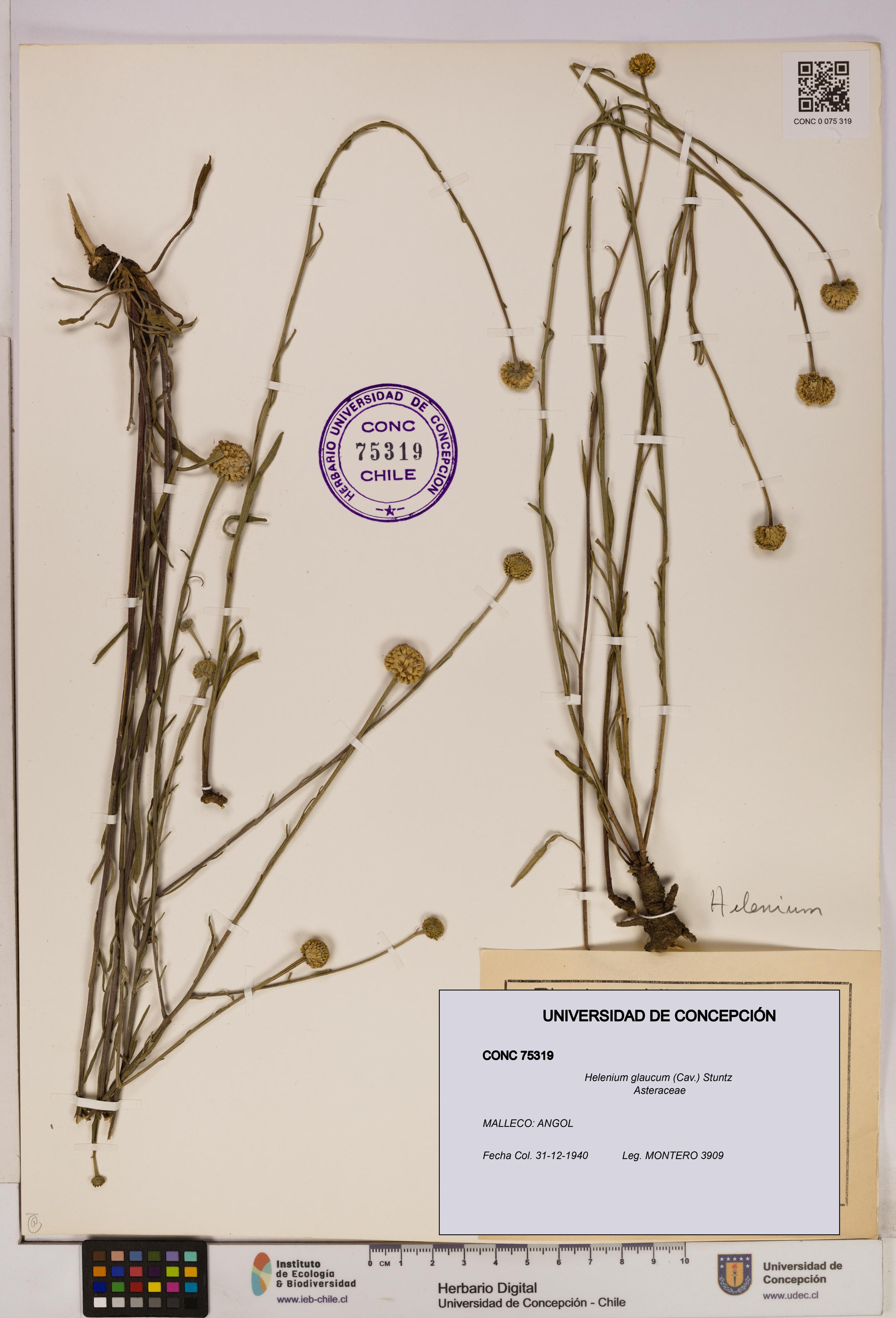 Helenium glaucum [Espécimen: UDEC:CONC:0075319]