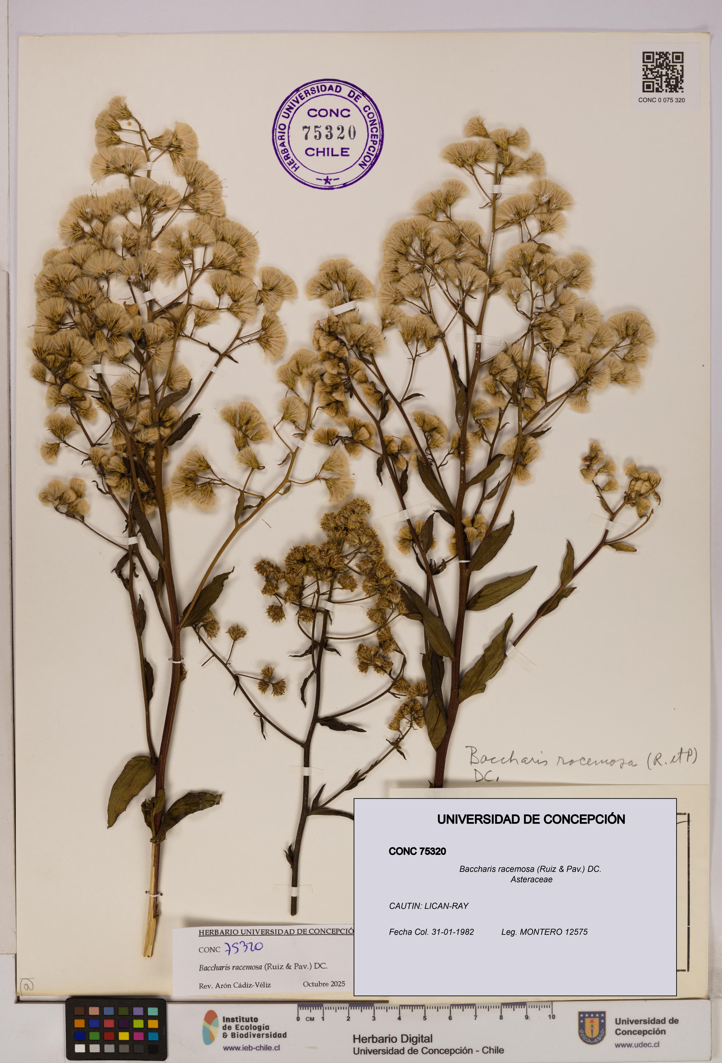 Baccharis racemosa [Espécimen: UDEC:CONC:0075320]