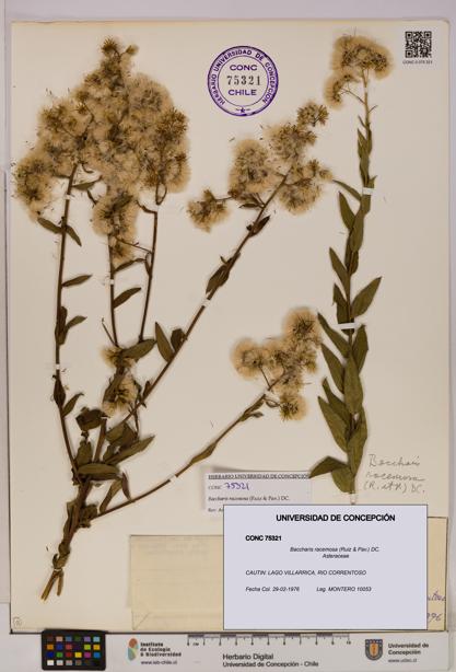 Baccharis racemosa [Espécimen: UDEC:CONC:0075321]