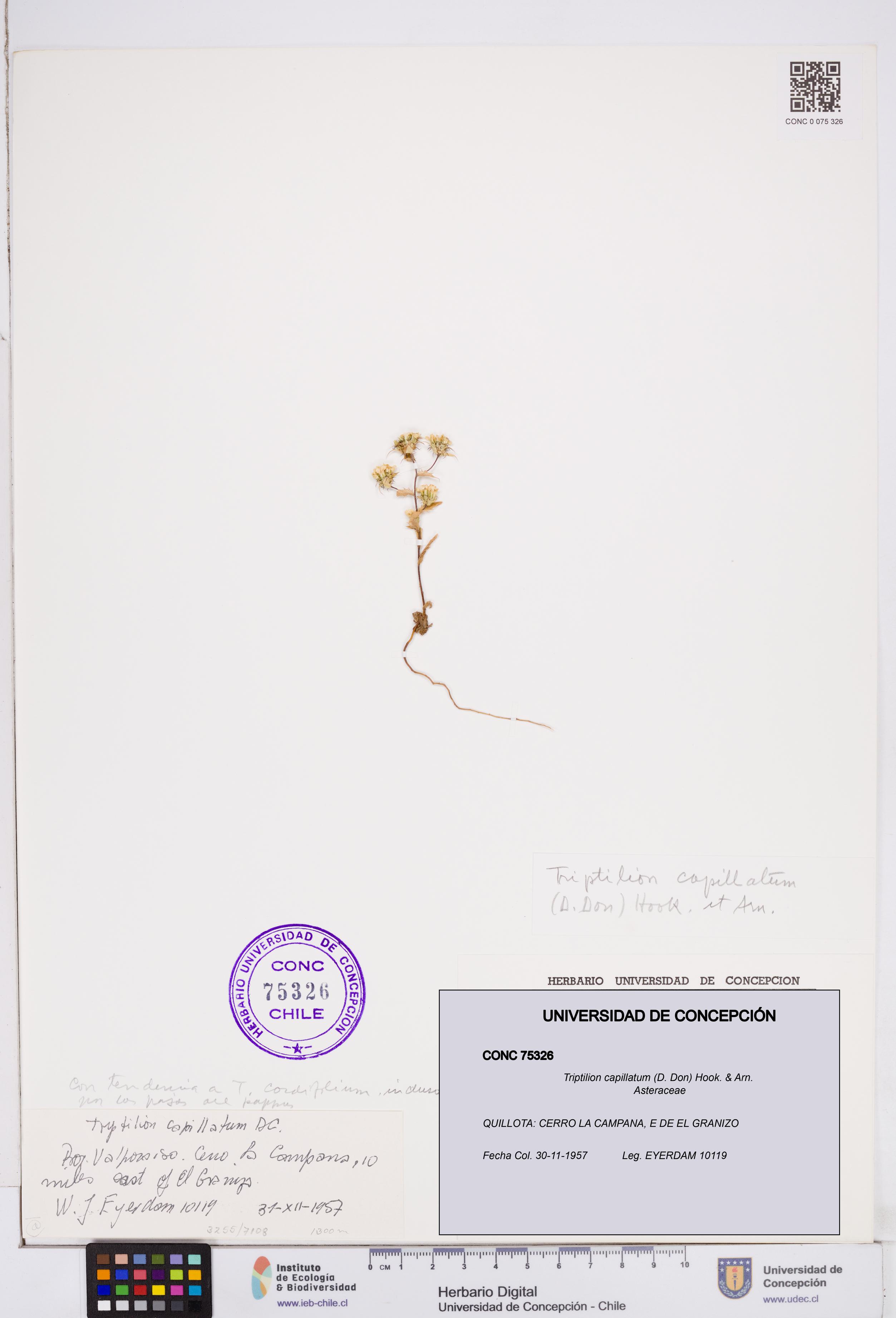 Triptilion capillatum [Espécimen: ]