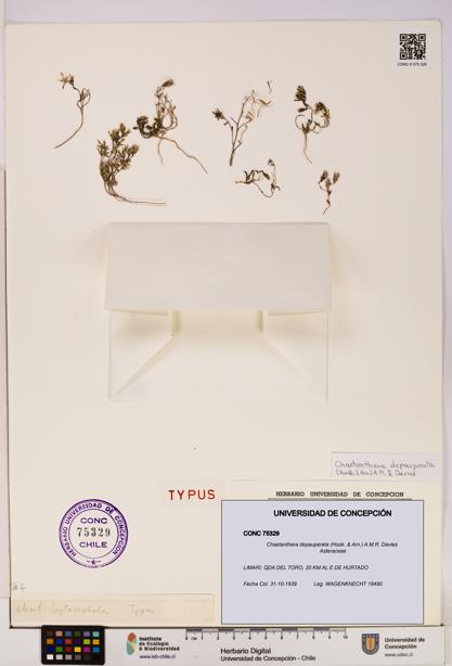 Chaetanthera depauperata [Espécimen: UDEC:CONC:0075329]