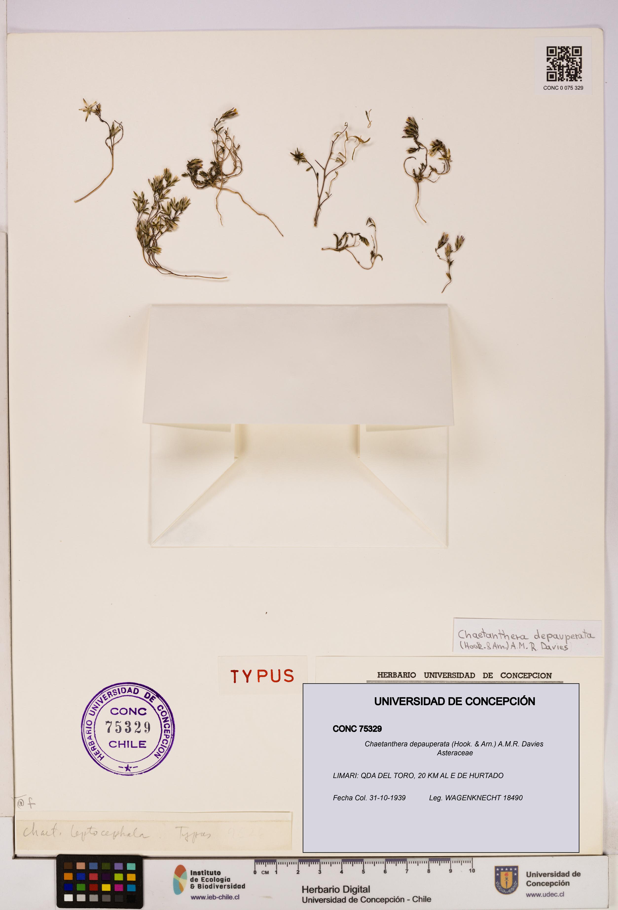 Chaetanthera depauperata [Espécimen: UDEC:CONC:0075329]