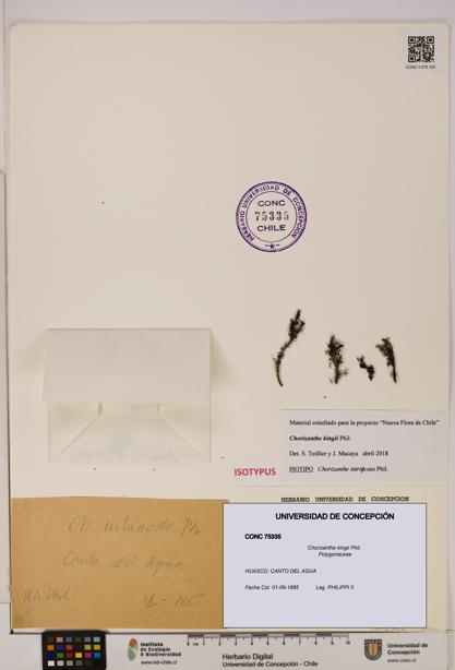 Chorizanthe kingii [Espécimen: UDEC:CONC:0075335]