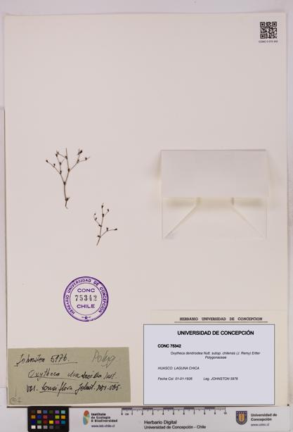 Oxytheca dendroidea subsp. chilensis [Espécimen: UDEC:CONC:0075342]