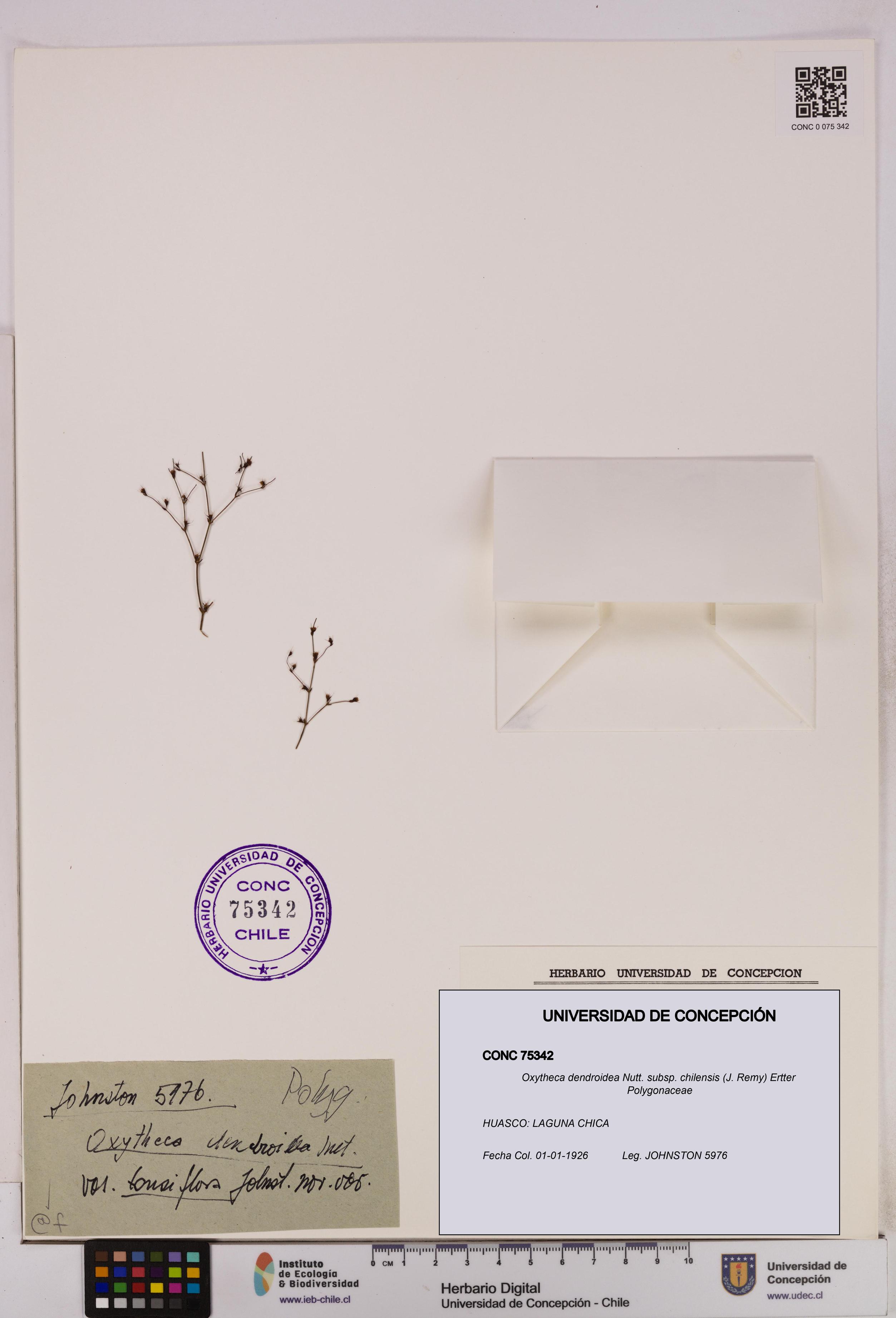 Oxytheca dendroidea subsp. chilensis [Espécimen: UDEC:CONC:0075342]