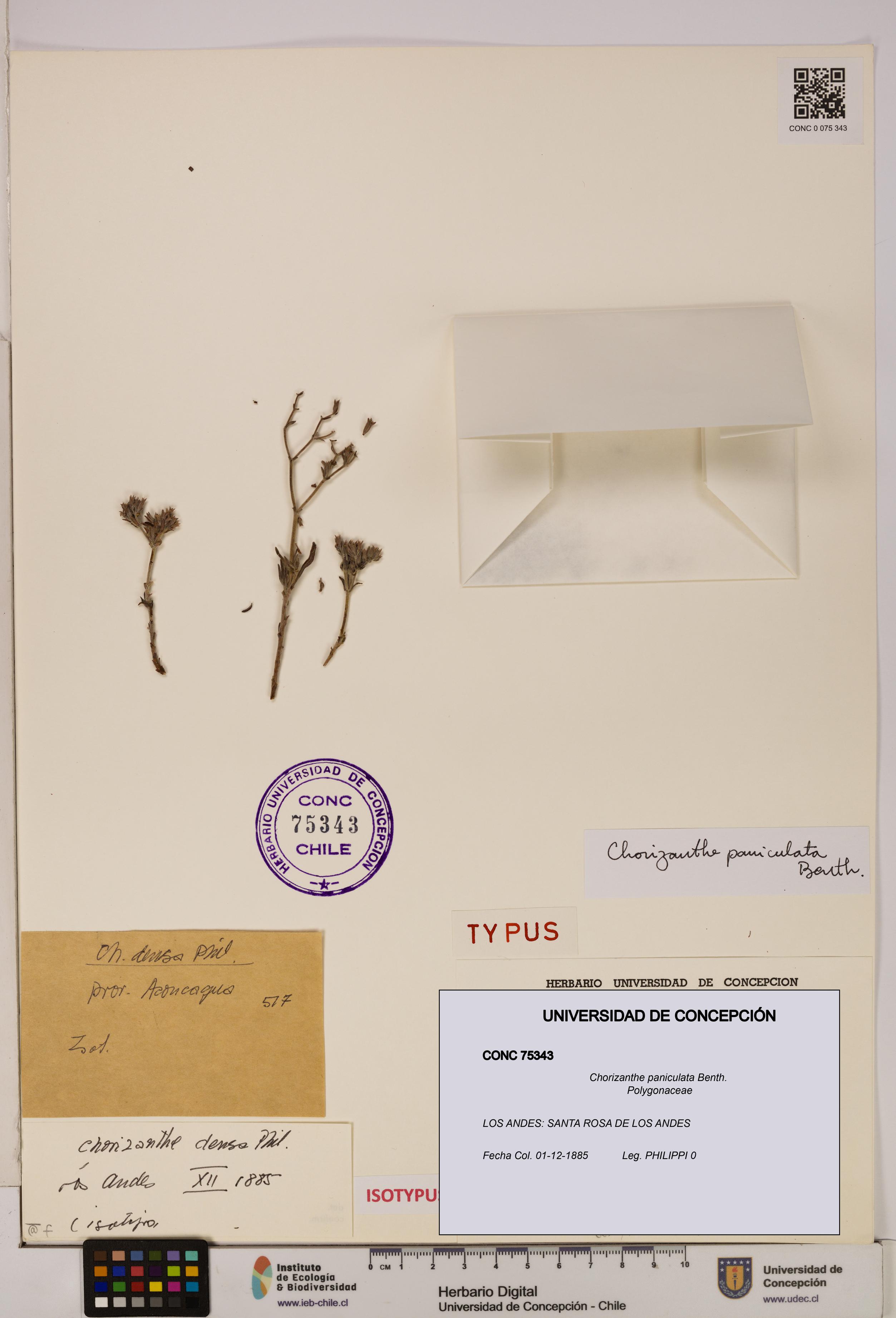 Chorizanthe paniculata [Espécimen: UDEC:CONC:0075343]