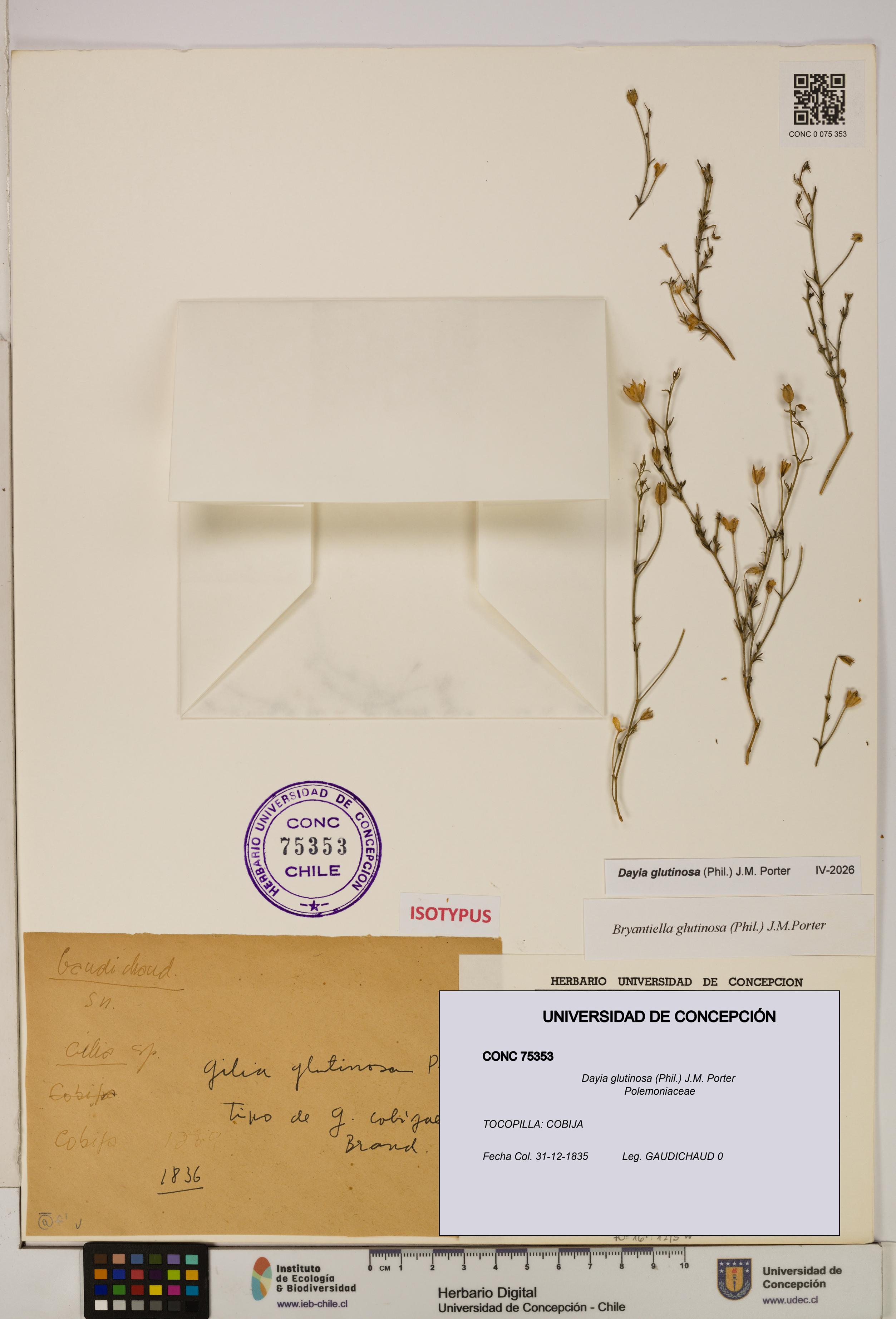 Dayia glutinosa [Espécimen: UDEC:CONC:0075353]