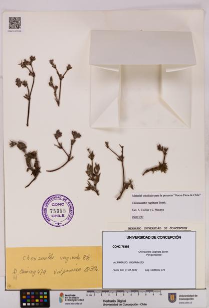 Chorizanthe vaginata [Espécimen: UDEC:CONC:0075355]