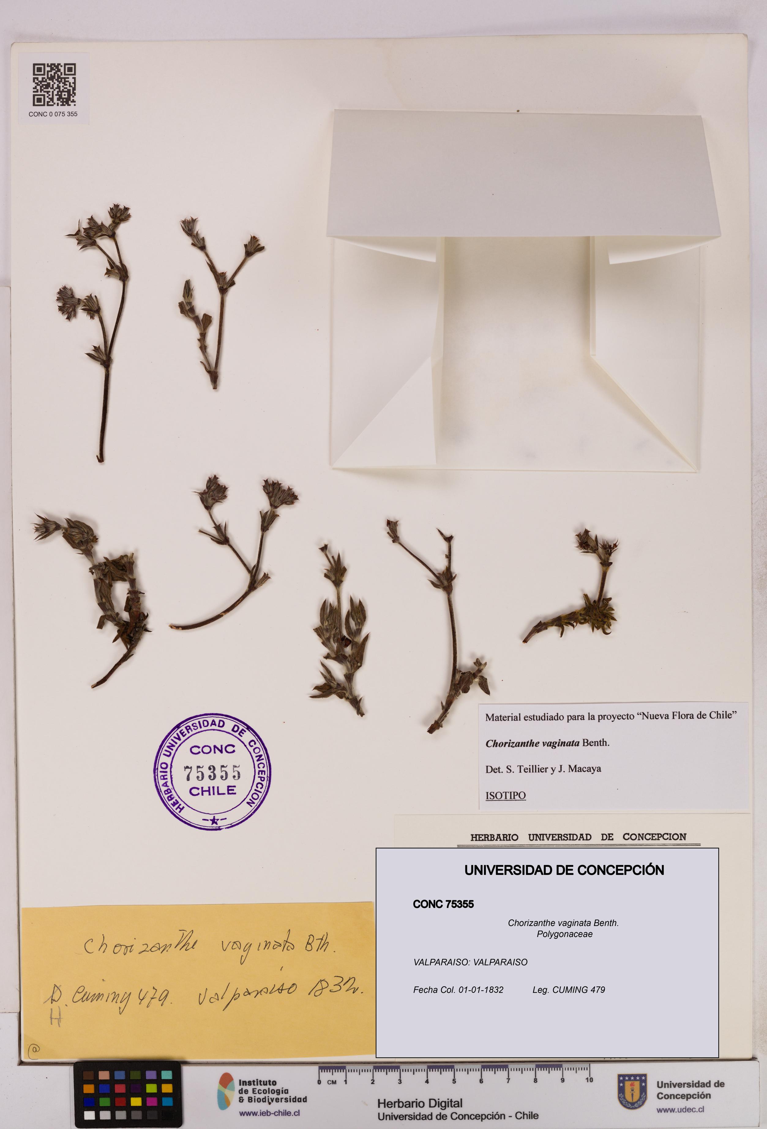 Chorizanthe vaginata [Espécimen: UDEC:CONC:0075355]