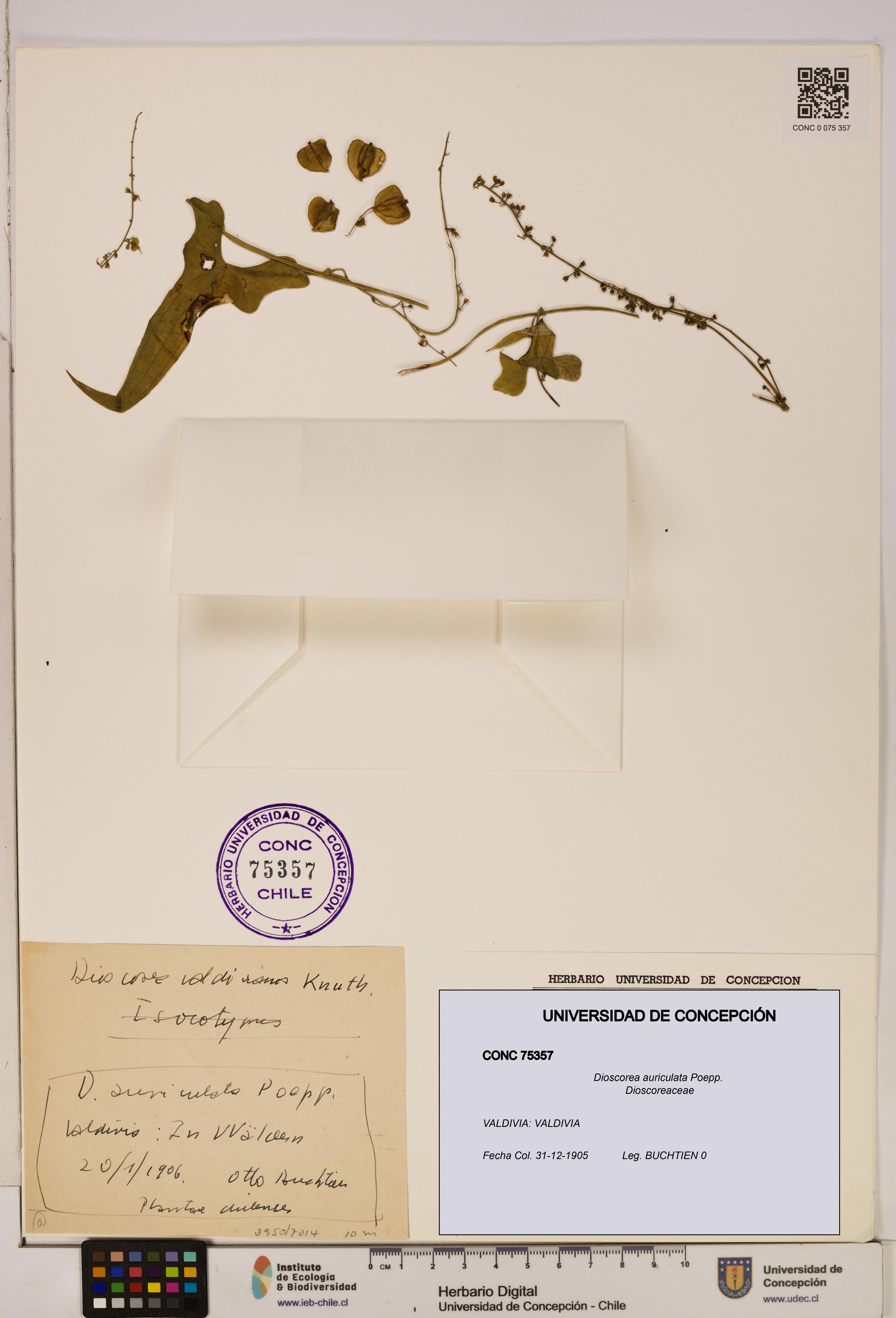 Dioscorea auriculata [Espécimen: ]