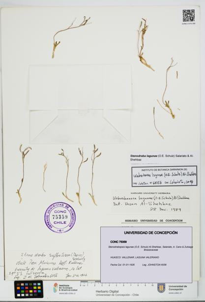 Stenodrabopsis lagunae [Espécimen: UDEC:CONC:0075359]