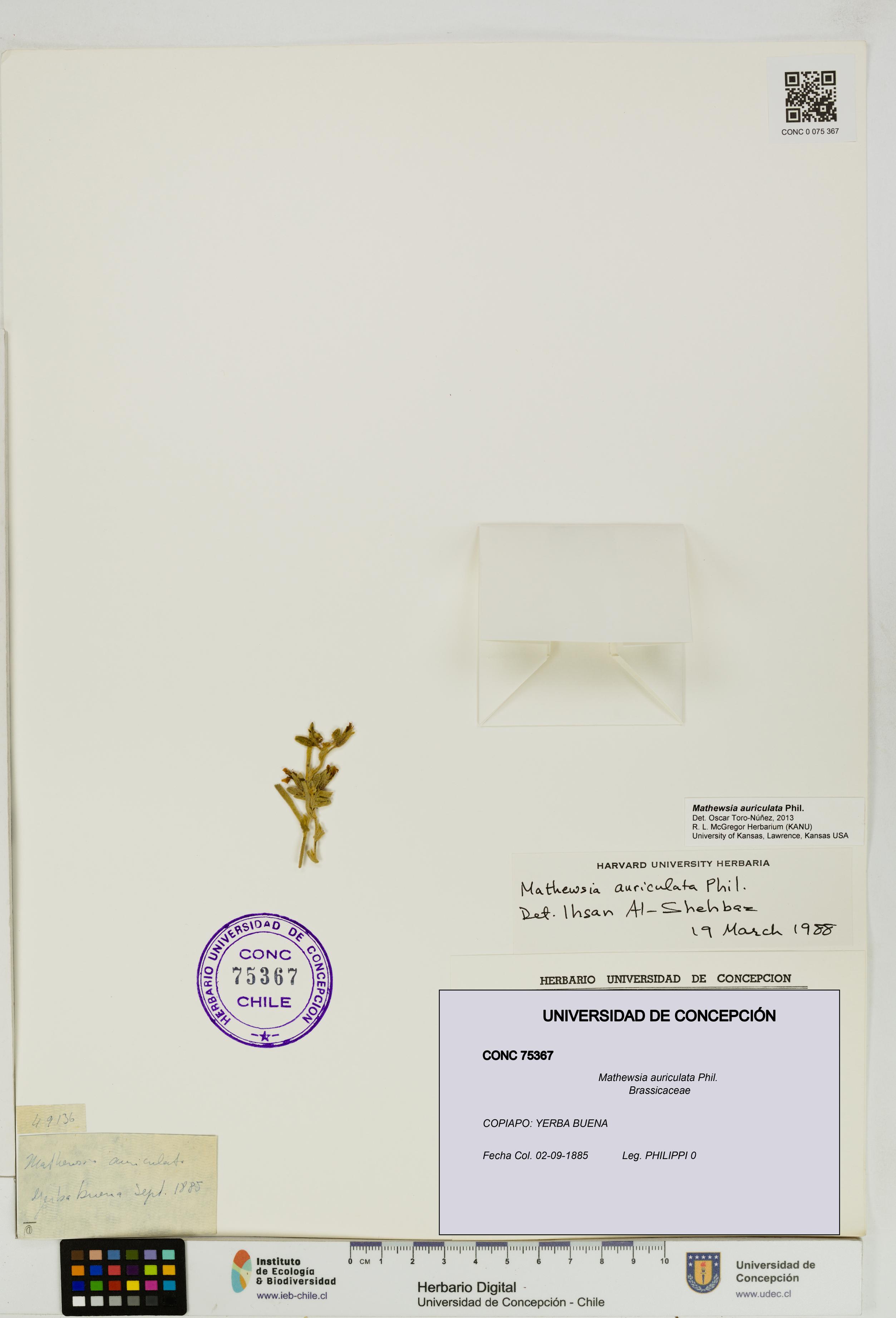 Mathewsia auriculata [Espécimen: UDEC:CONC:0075367]