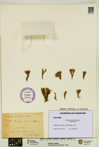 Gaimardia australis [Espécimen: UDEC:CONC:0075368]