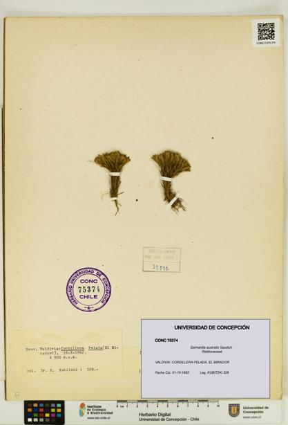 Gaimardia australis [Espécimen: UDEC:CONC:0075374]