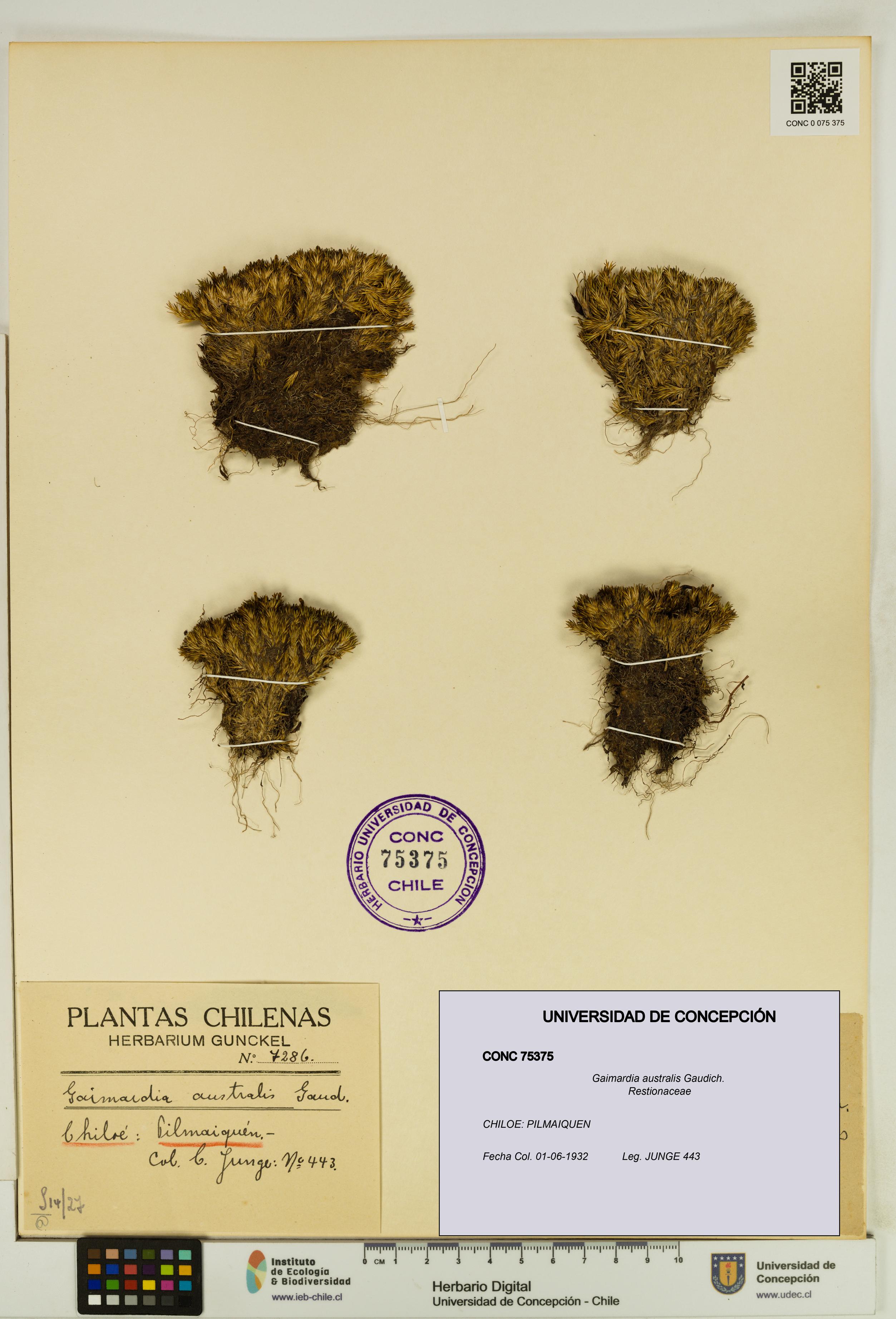 Gaimardia australis [Espécimen: UDEC:CONC:0075375]