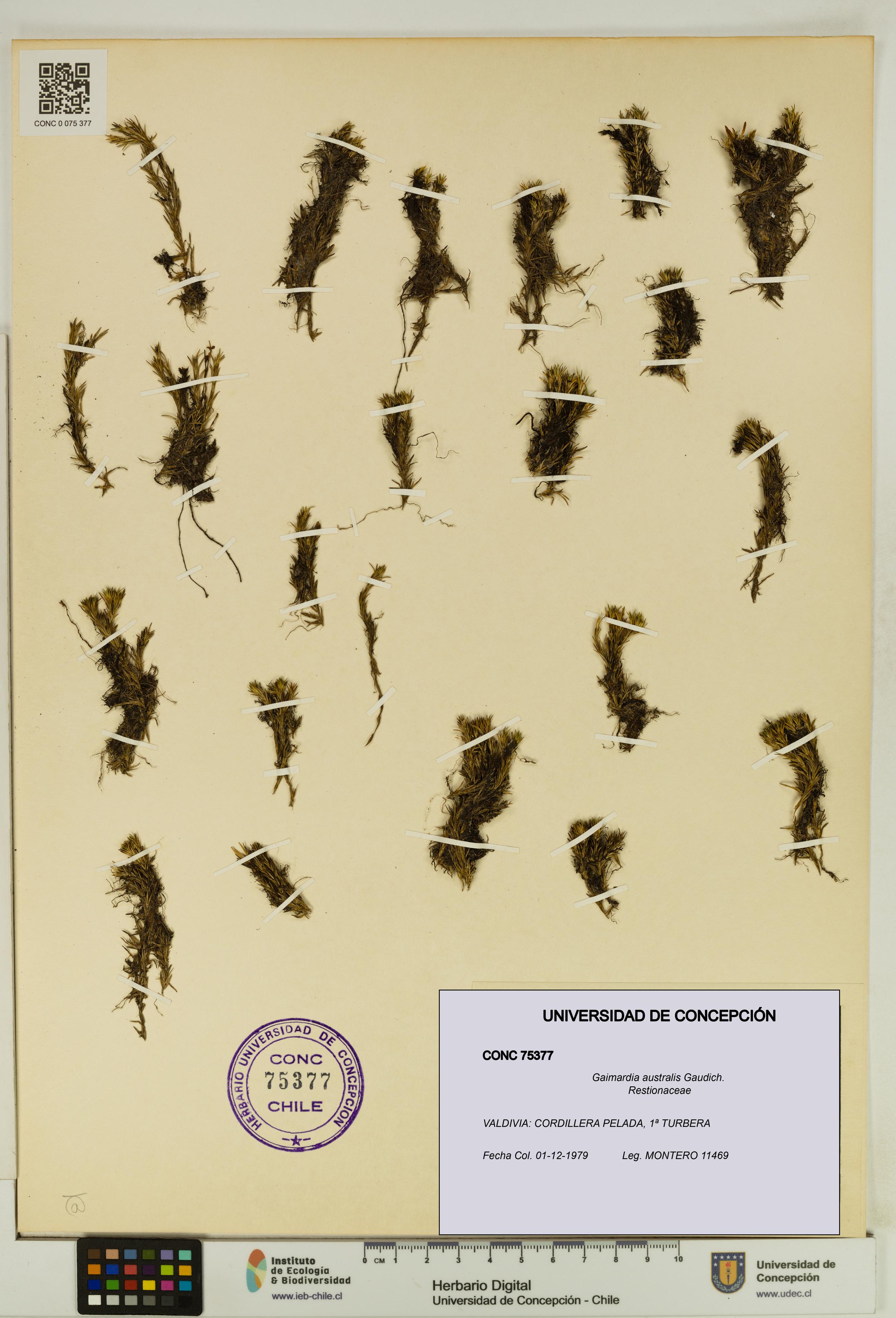 Gaimardia australis [Espécimen: UDEC:CONC:0075377]