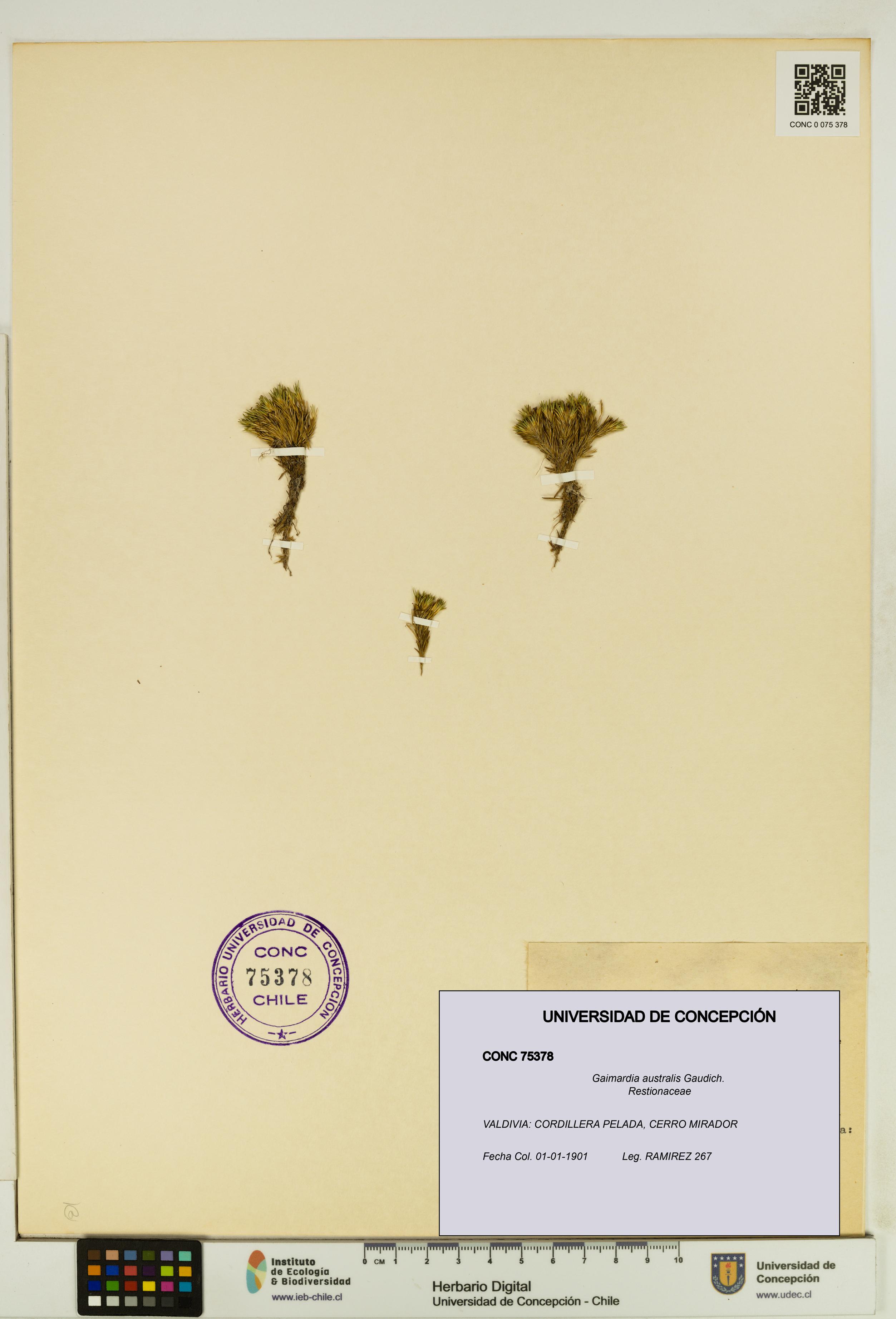 Gaimardia australis [Espécimen: UDEC:CONC:0075378]