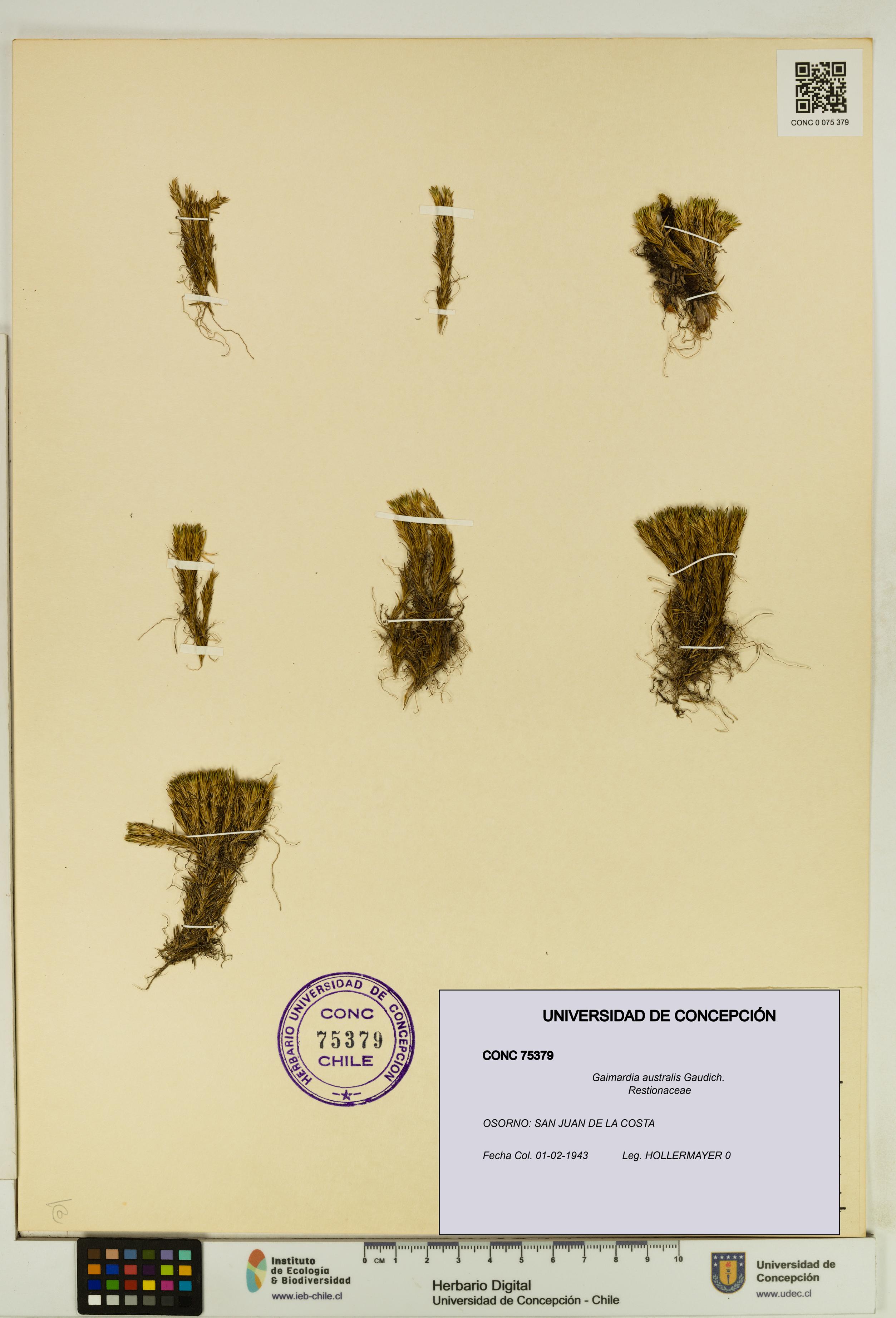 Gaimardia australis [Espécimen: UDEC:CONC:0075379]