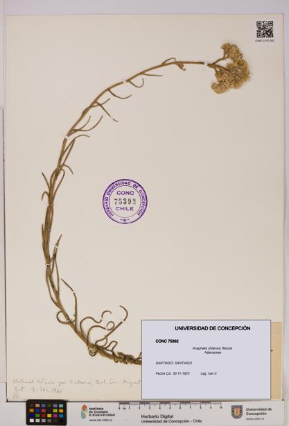Anaphalis chilensis [Espécimen: UDEC:CONC:0075392]