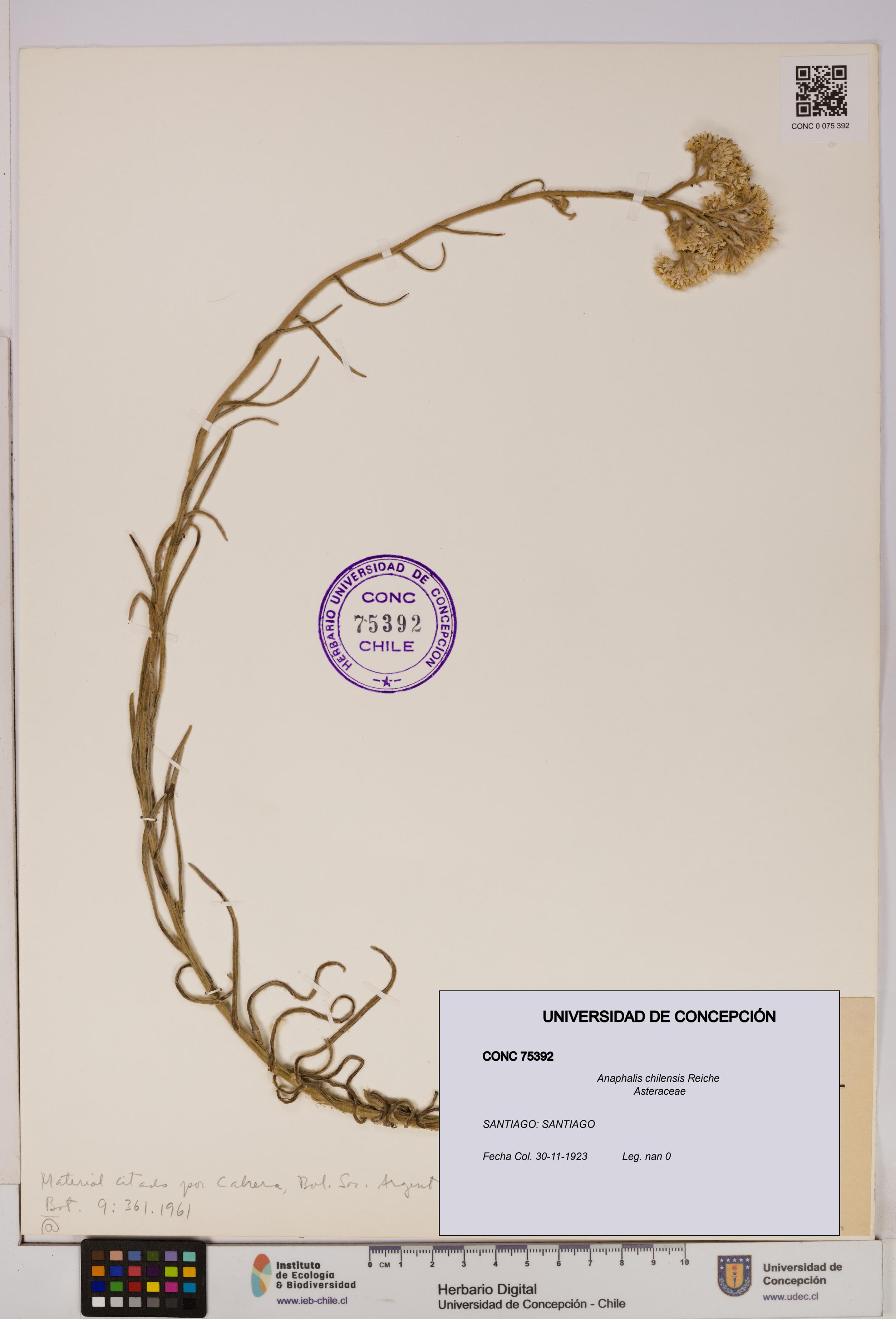 Anaphalis chilensis [Espécimen: UDEC:CONC:0075392]
