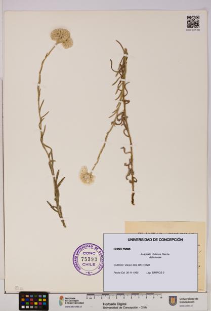 Anaphalis chilensis [Espécimen: UDEC:CONC:0075393]
