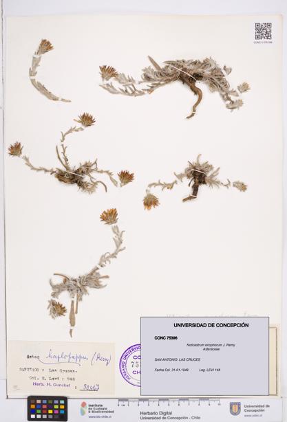 Noticastrum eriophorum [Espécimen: ]