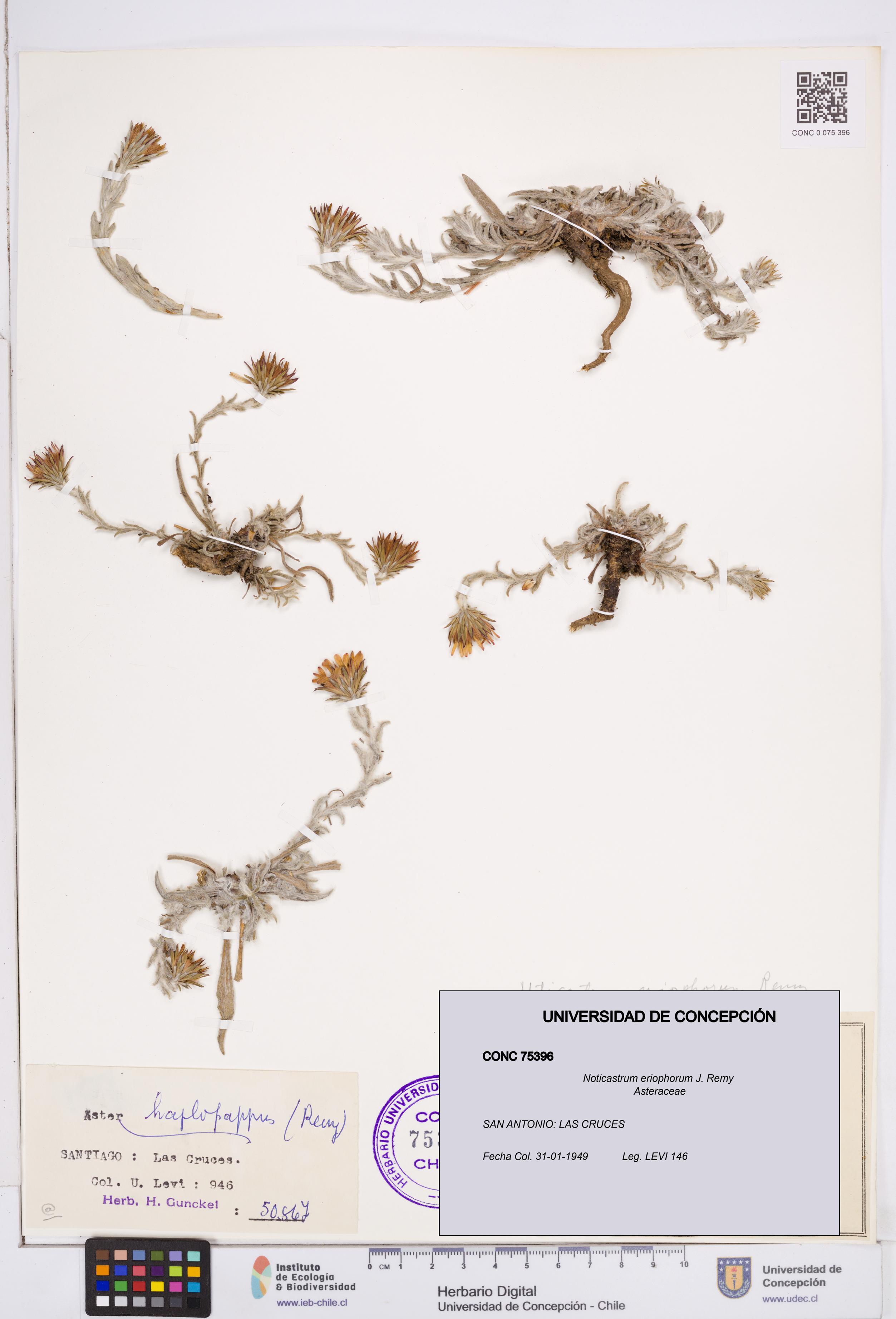 Noticastrum eriophorum [Espécimen: ]