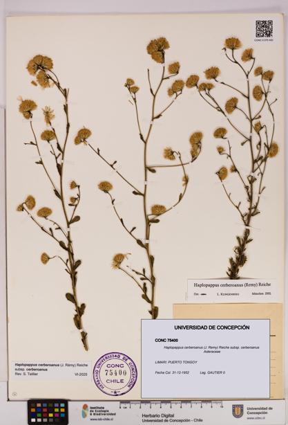 Haplopappus cerberoanus subsp. cerberoanus [Espécimen: UDEC:CONC:0075400]