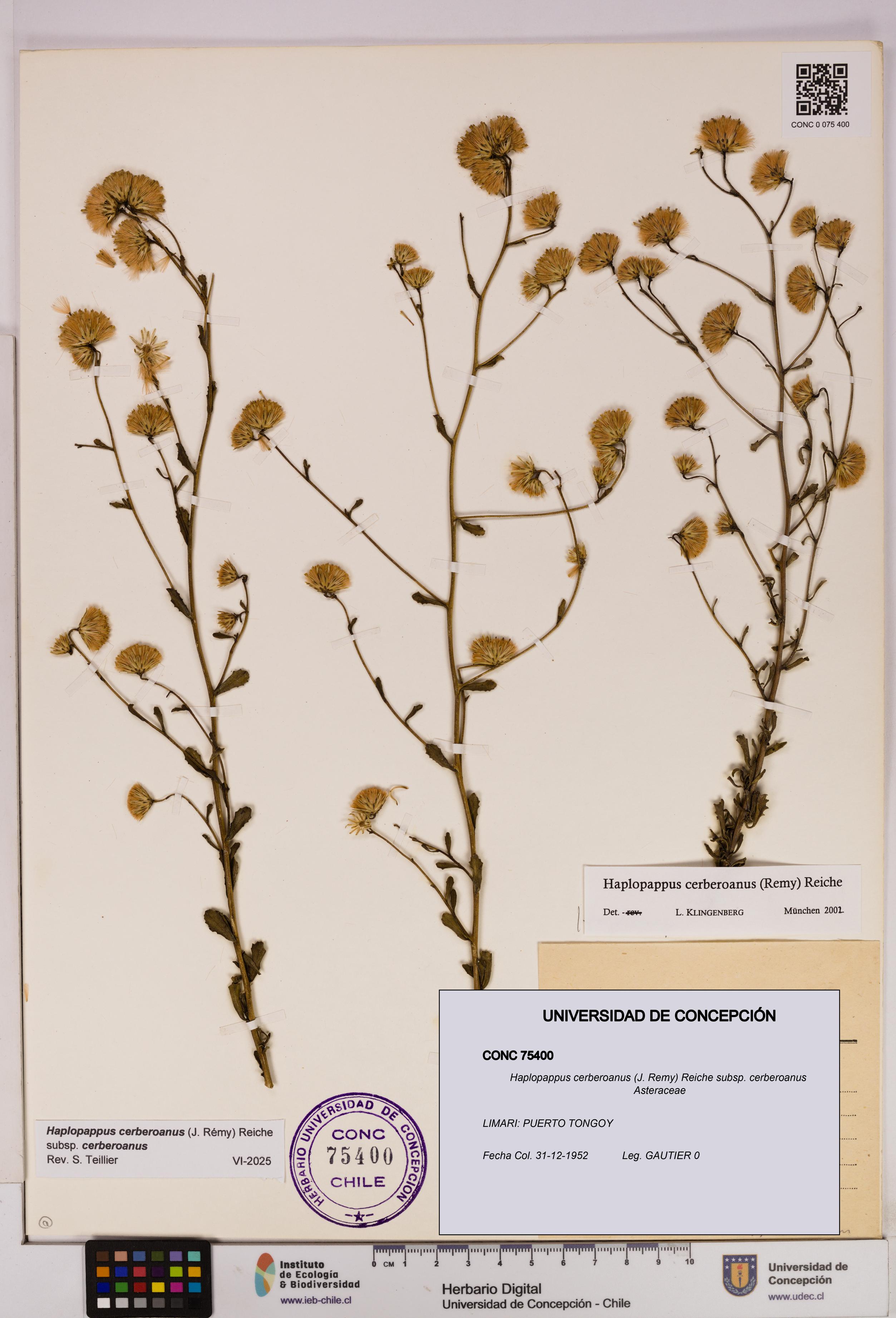 Haplopappus cerberoanus subsp. cerberoanus [Espécimen: UDEC:CONC:0075400]