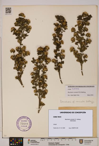 Baccharis vernalis [Espécimen: UDEC:CONC:0075410]