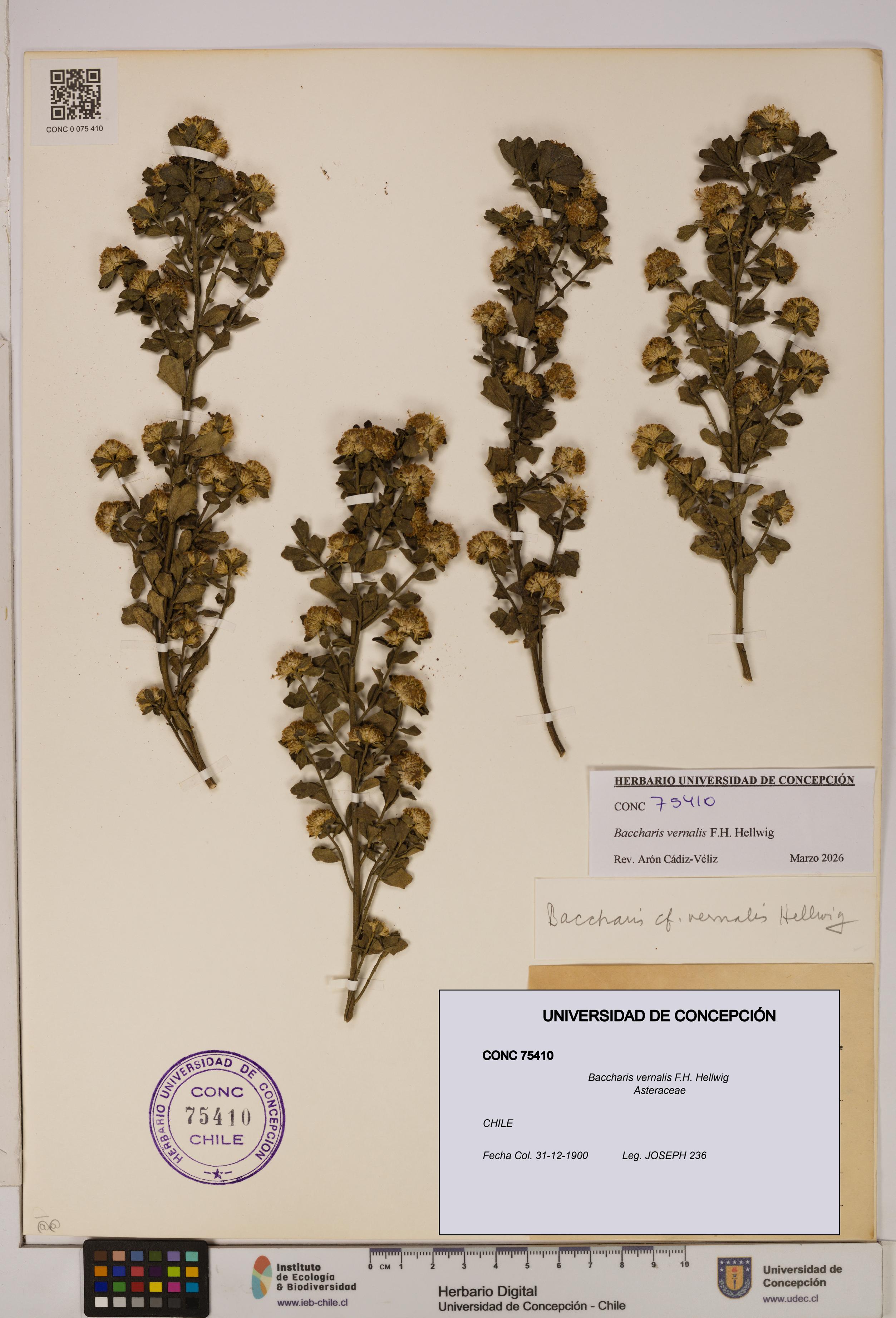 Baccharis vernalis [Espécimen: UDEC:CONC:0075410]