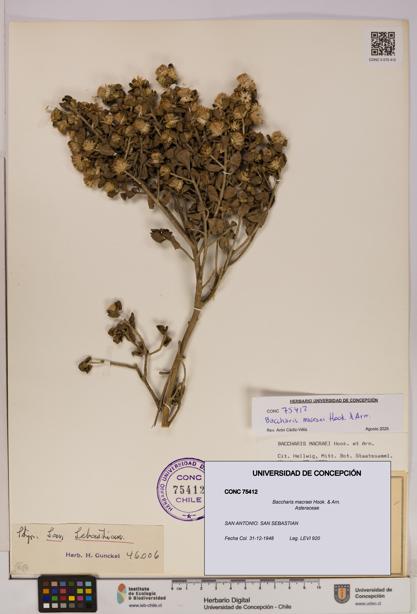 Baccharis macraei [Espécimen: UDEC:CONC:0075412]