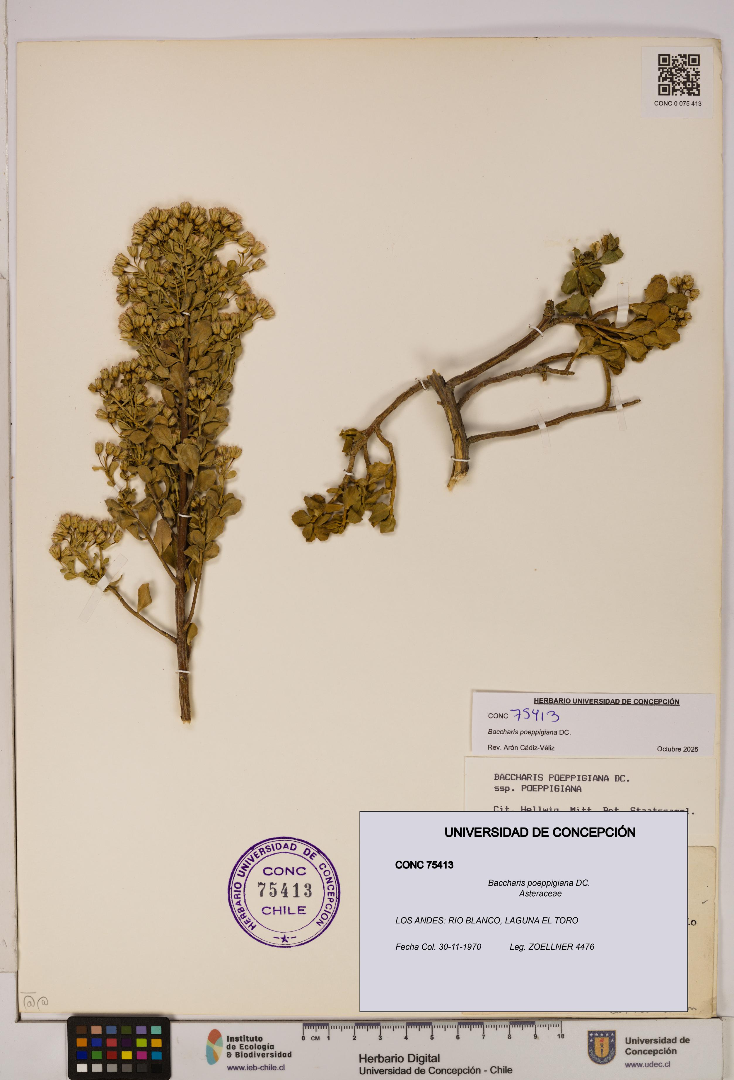 Baccharis poeppigiana [Espécimen: UDEC:CONC:0075413]
