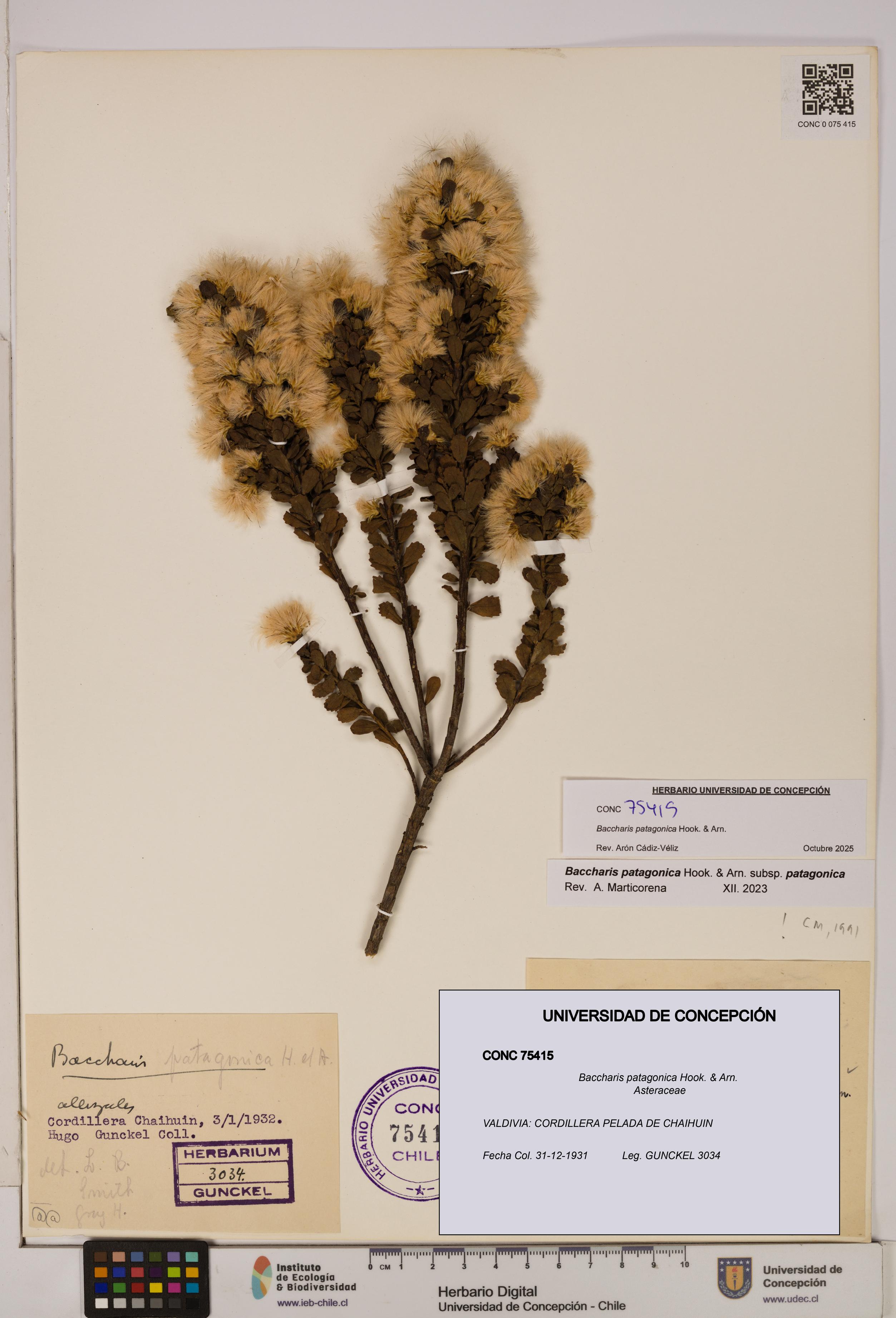 Baccharis patagonica [Espécimen: UDEC:CONC:0075415]
