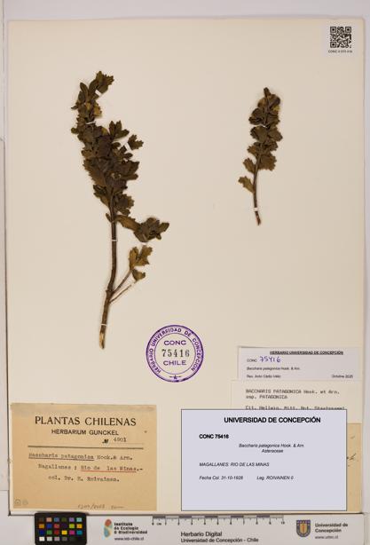 Baccharis patagonica [Espécimen: UDEC:CONC:0075416]