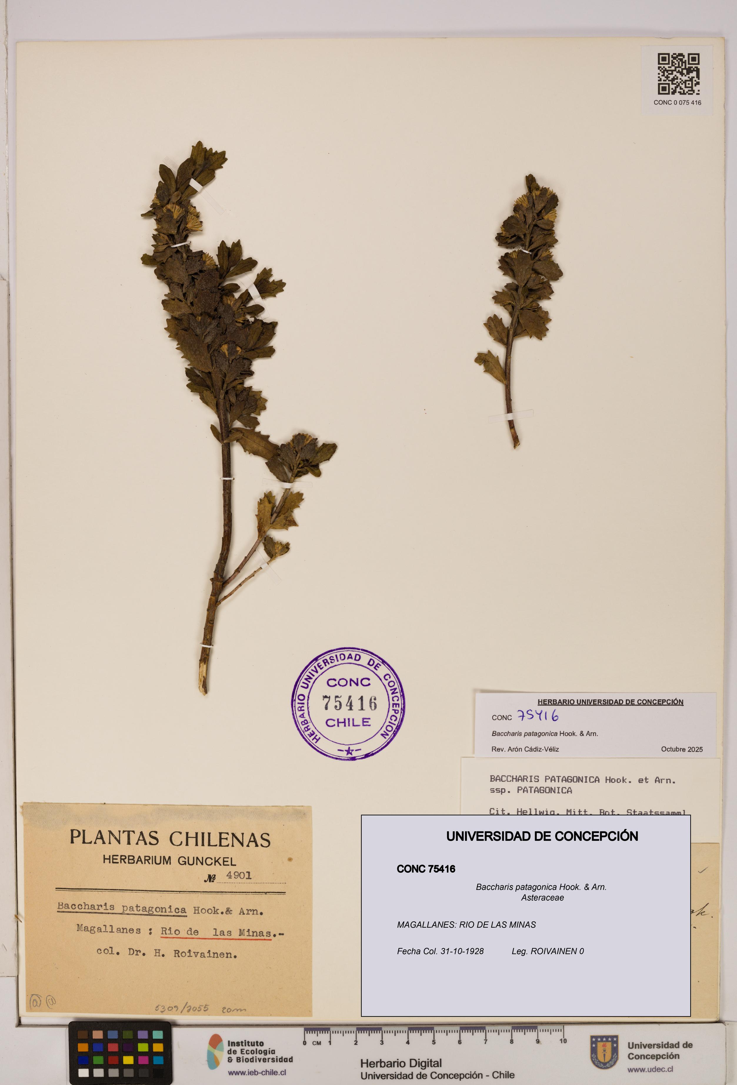 Baccharis patagonica [Espécimen: UDEC:CONC:0075416]