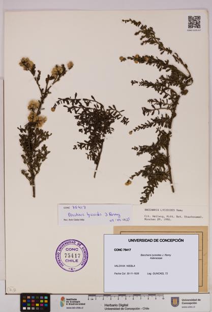 Baccharis lycioides [Espécimen: UDEC:CONC:0075417]