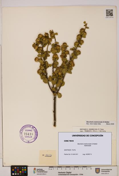 Baccharis neotruncata [Espécimen: UDEC:CONC:0075418]