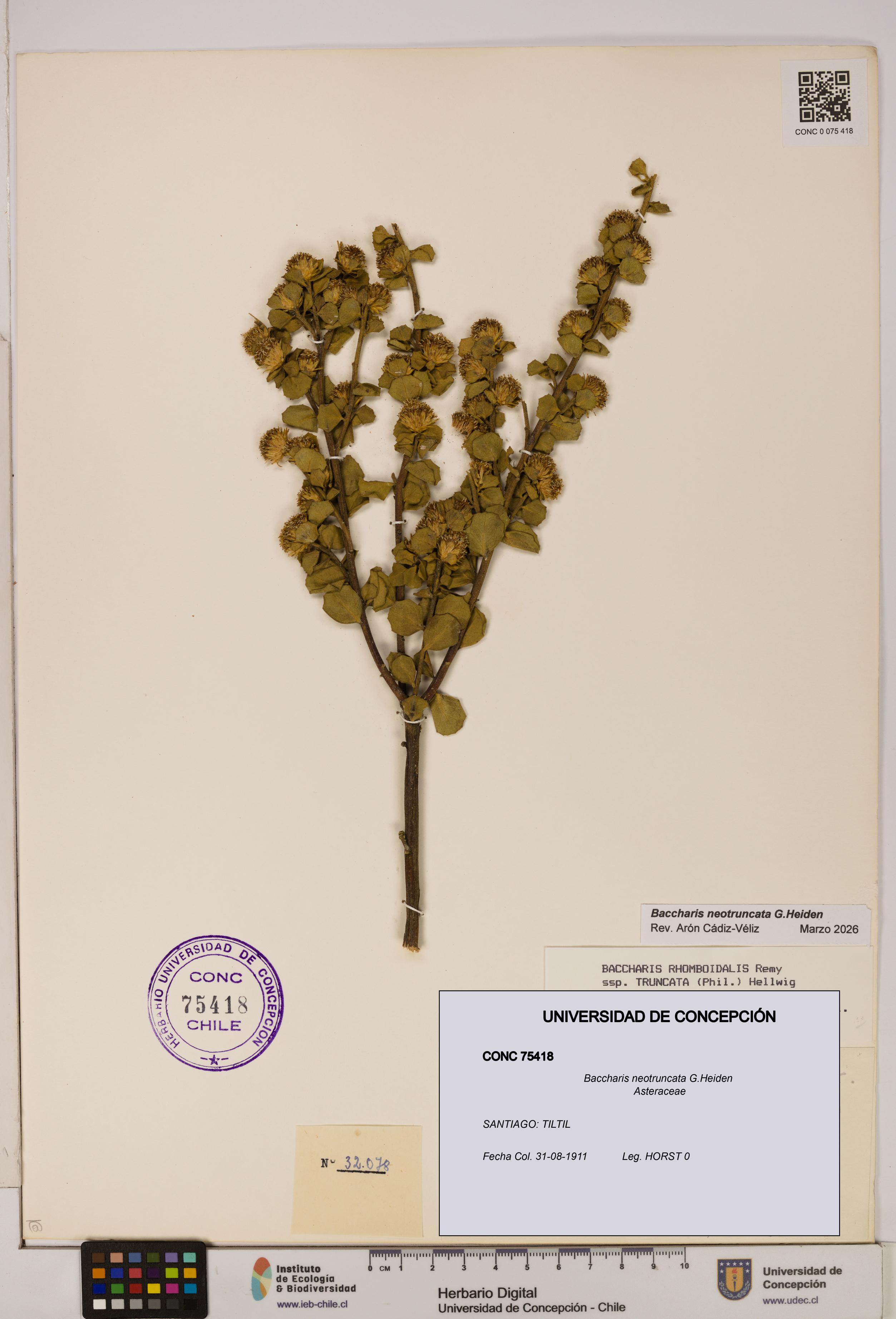 Baccharis neotruncata [Espécimen: UDEC:CONC:0075418]