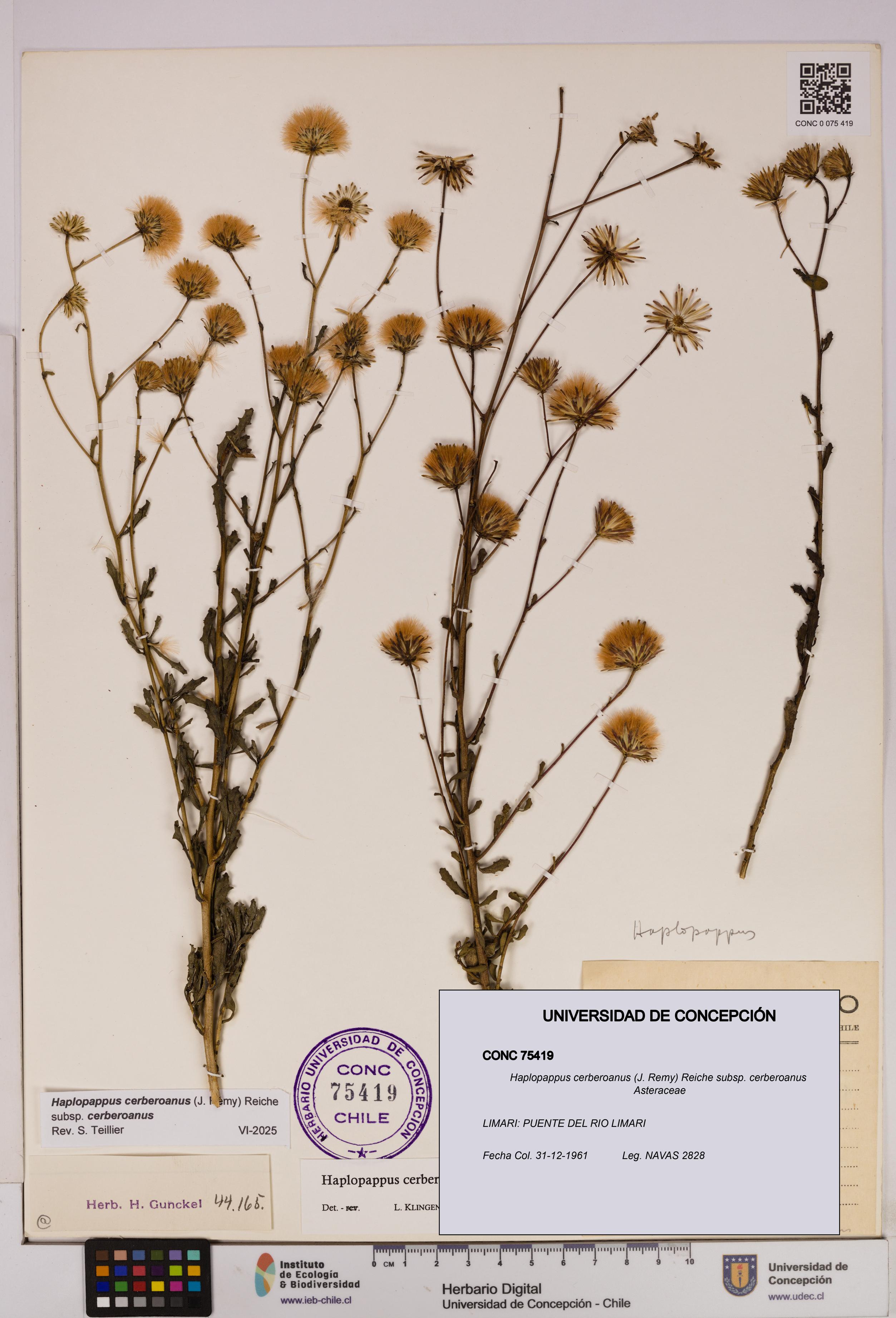 Haplopappus cerberoanus subsp. cerberoanus [Espécimen: UDEC:CONC:0075419]
