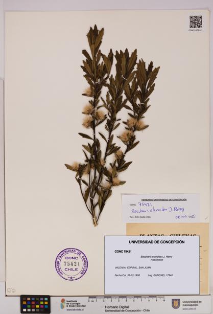 Baccharis elaeoides [Espécimen: UDEC:CONC:0075421]