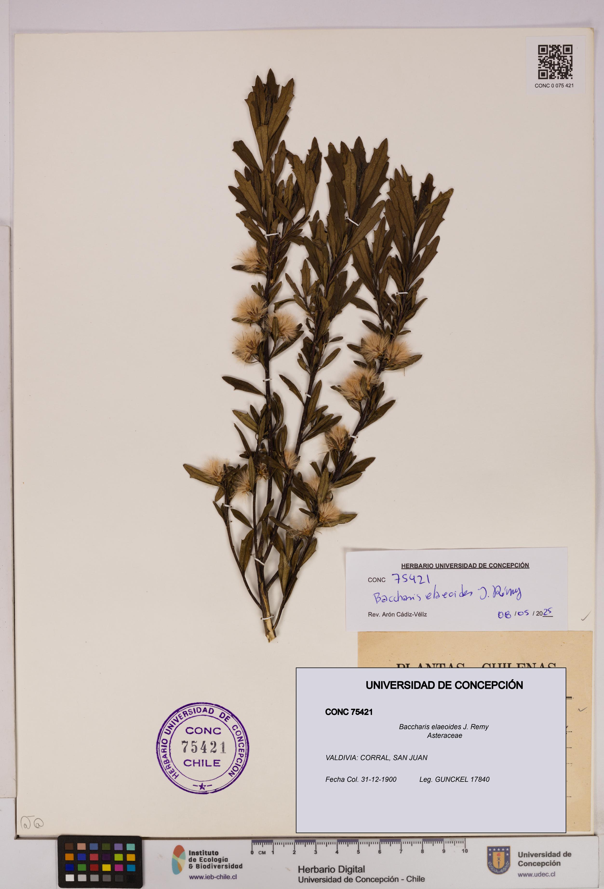 Baccharis elaeoides [Espécimen: UDEC:CONC:0075421]