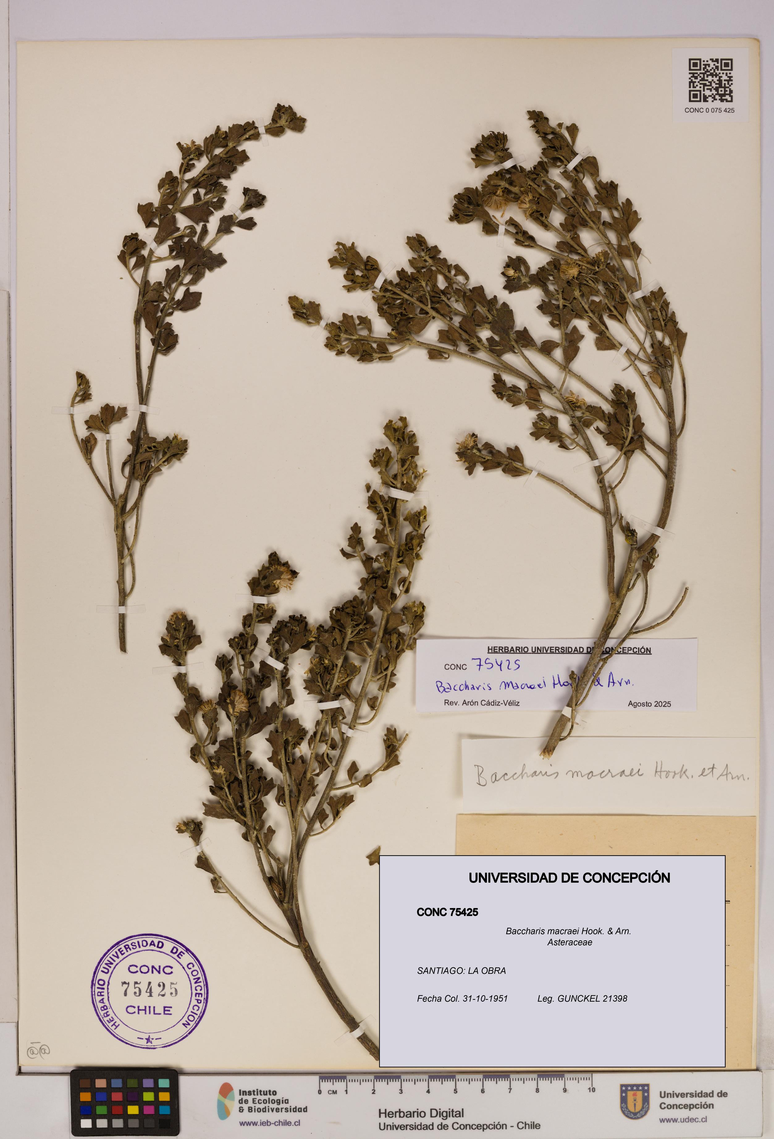 Baccharis macraei [Espécimen: UDEC:CONC:0075425]
