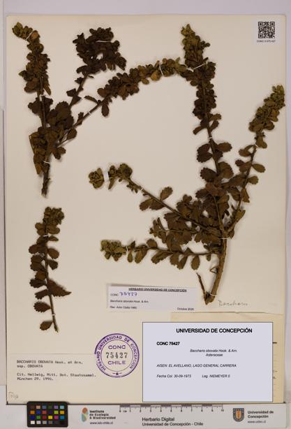 Baccharis obovata [Espécimen: UDEC:CONC:0075427]