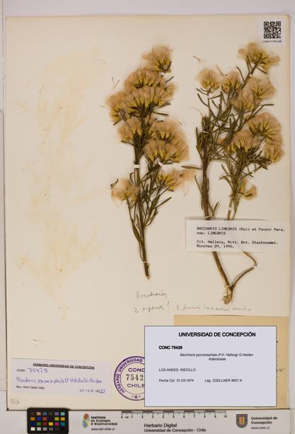 Baccharis pycnocephala [Espécimen: UDEC:CONC:0075428]