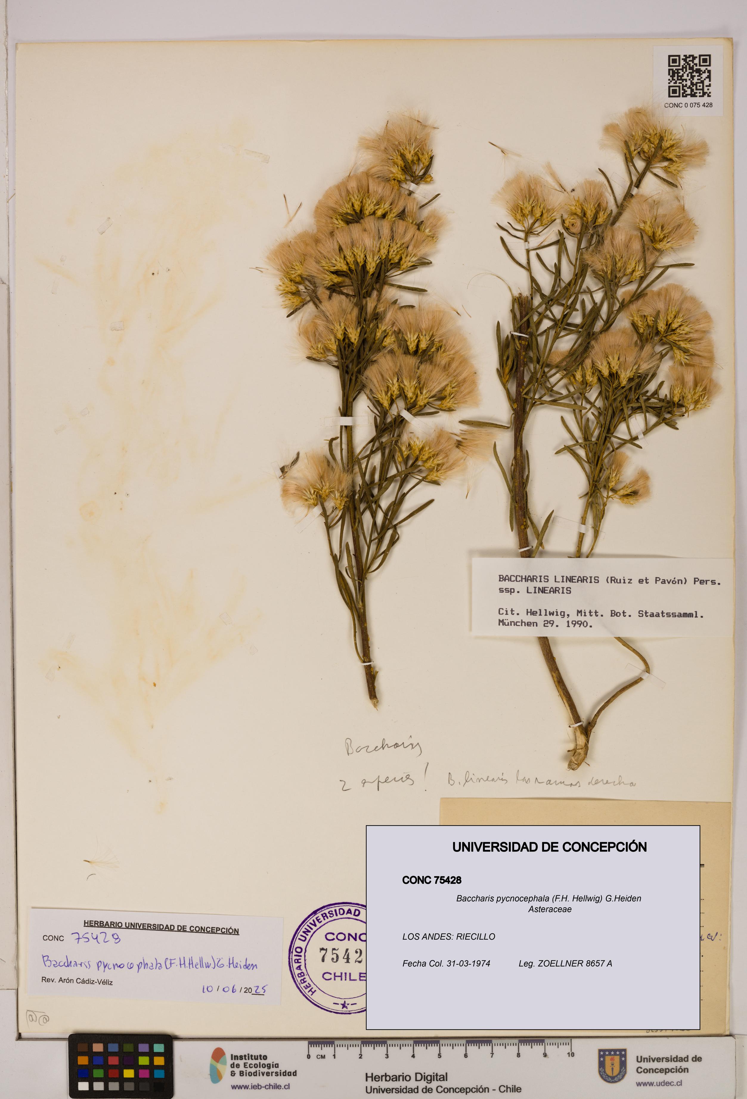 Baccharis pycnocephala [Espécimen: UDEC:CONC:0075428]